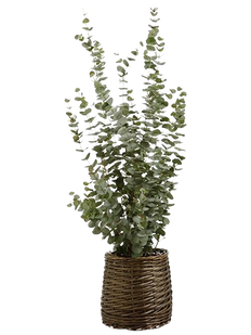 Artificial Eucalyptus Tree in basket (XXL)