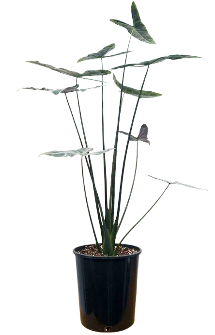 Alocasia Longiloba | Dragons Tooth (L)