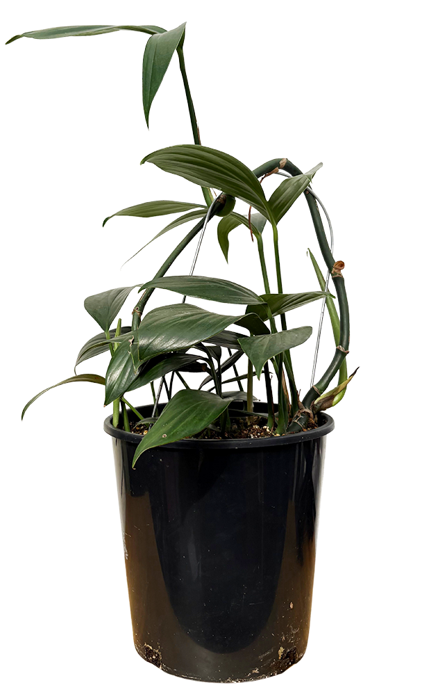 Rhaphidophora Decursiva | Dragons Tail (L)