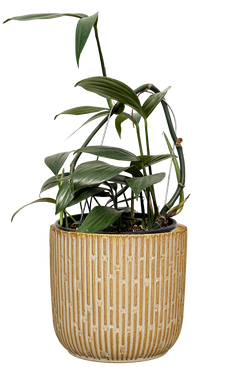Rhaphidophora Decursiva | Dragons Tail (L)
