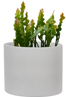 Fishbone Cactus | Epiphyllum Anguliger (L)