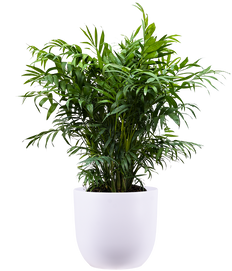 Chamaedorea Elegans | Parlour Palm (L)