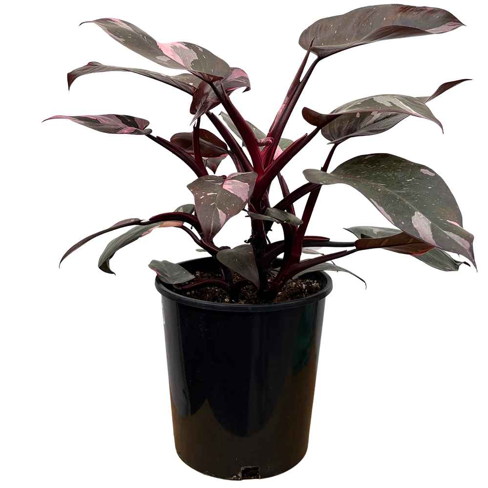 Philodendron Pink Princess (L)