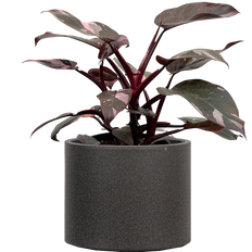 Philodendron Pink Princess (L)