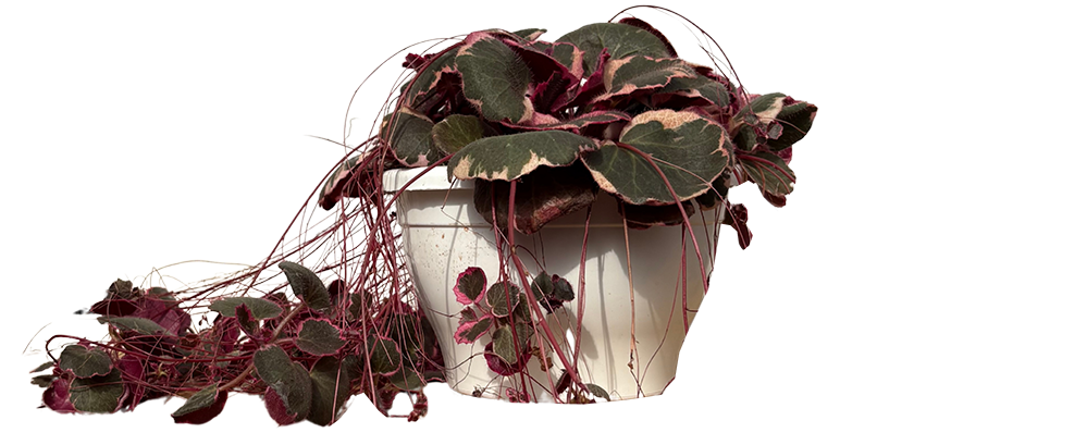 Strawberry Begonia | Saxifraga stolonifera tricolour (L)