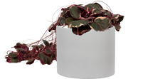 Strawberry Begonia | Saxifraga stolonifera tricolour (L)