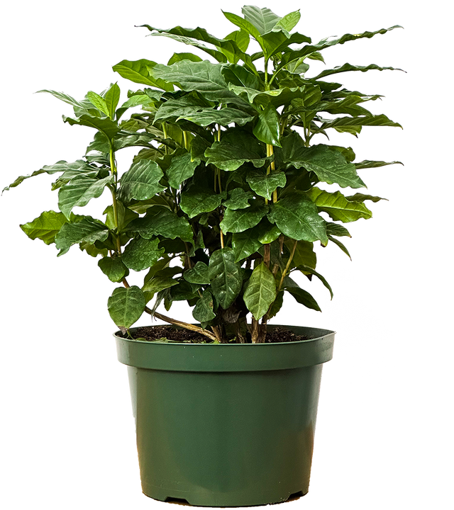 Coffea Arabica | Coffee Plant (L)