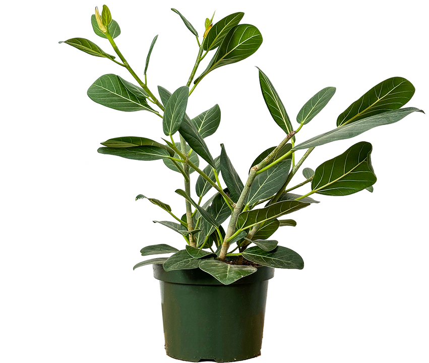 Ficus Benghalensis | Ficus Audrey (L)