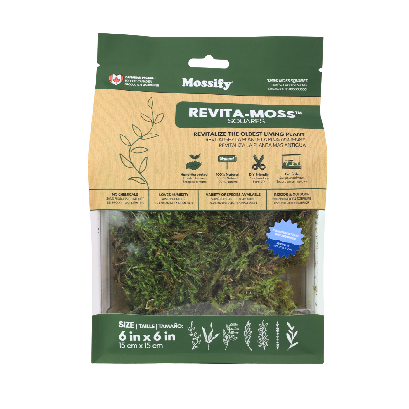 Mood Moss (Dicranum)