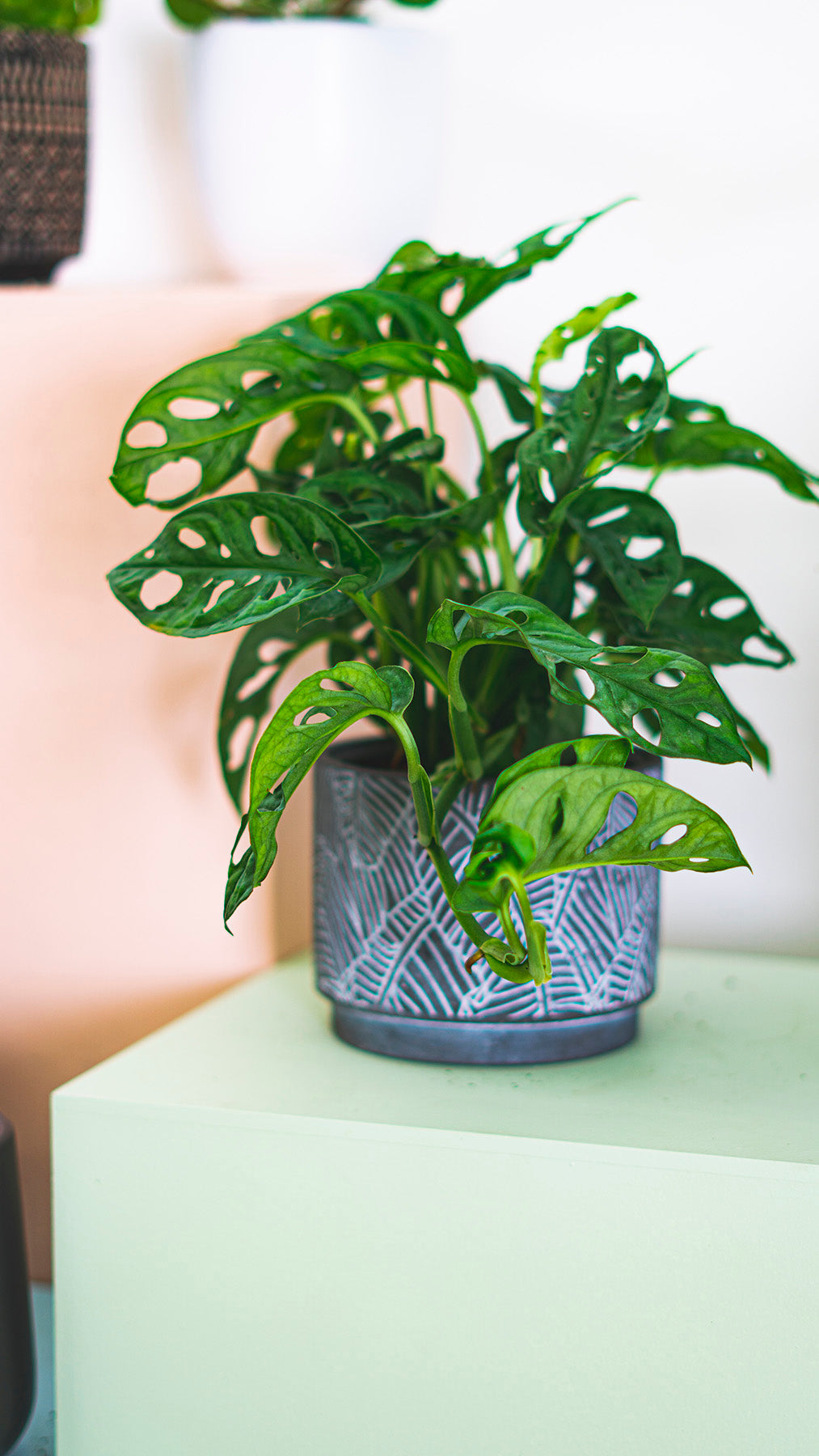 monstera adansonii canada Monstera Adansonii | Monkey Mask Swiss Cheese Plant | 4" Pot | Easy Care Houseplant