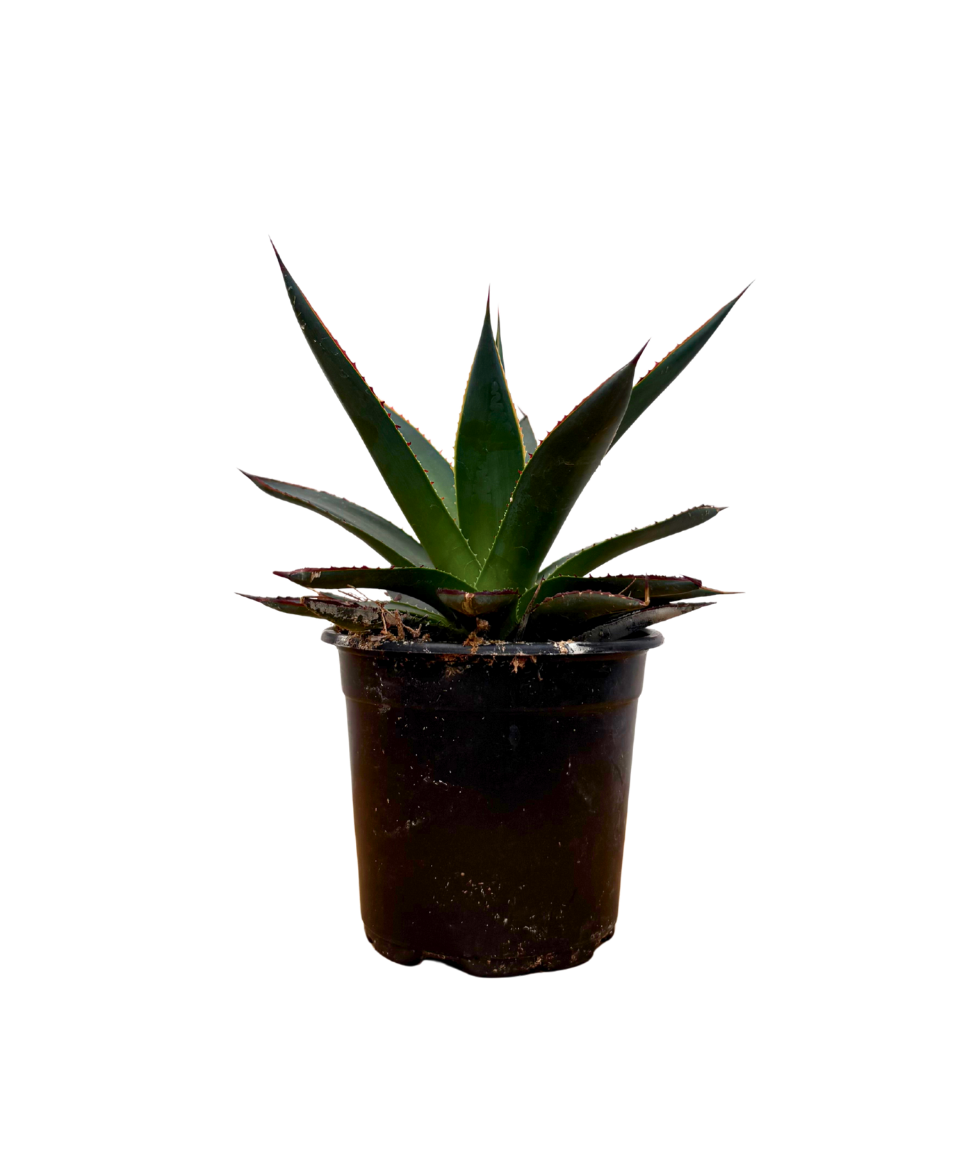 Agave Shaka Zulu (S)