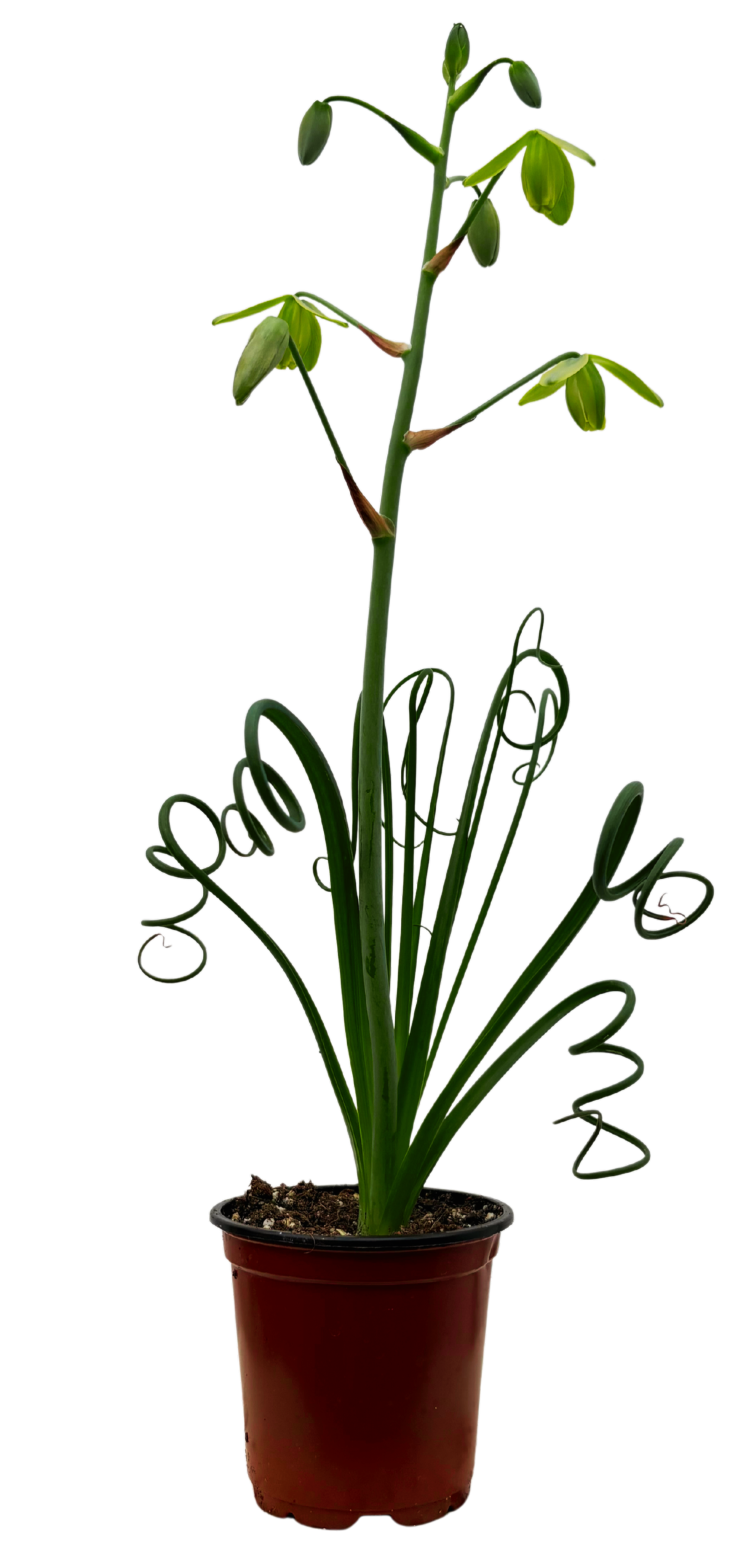 Albuca Frizzle Sizzle |  Curly Sue (S)