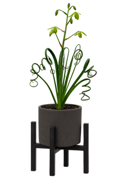 Albuca Frizzle Sizzle |  Curly Sue (S)