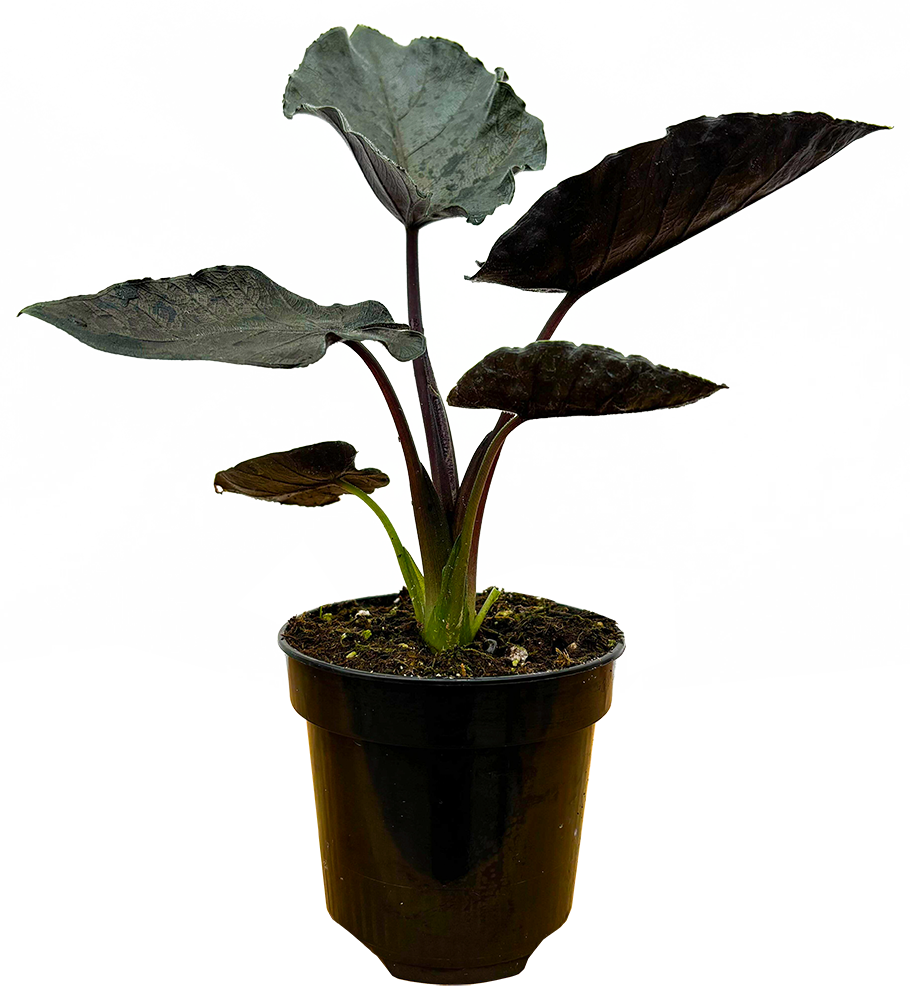 Alocasia Antoro Velvet (S)