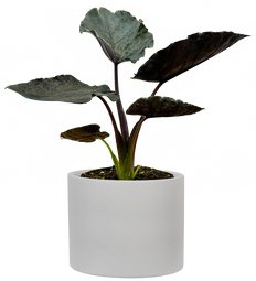 Alocasia Antoro Velvet (S) | African Mask Plant