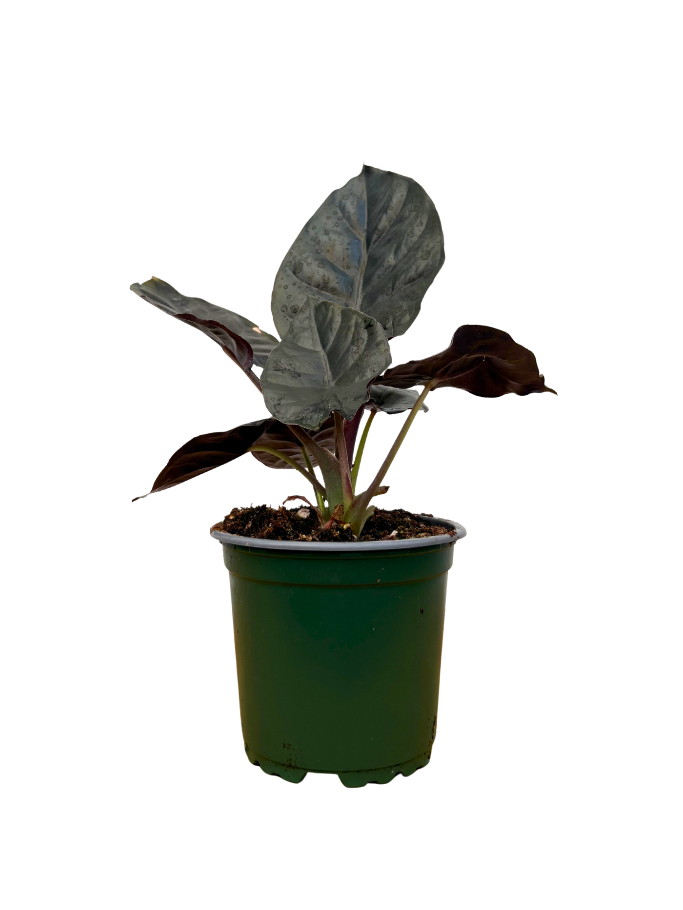 Alocasia Black Magic (S)