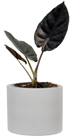 Alocasia Black Magic (S)