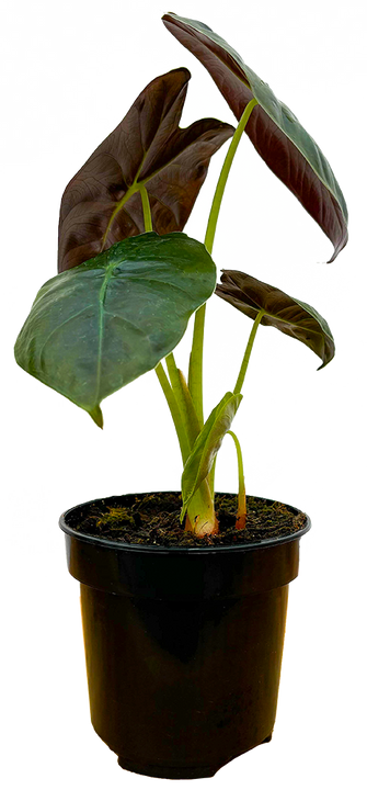 Alocasia Micholitziana Golden Bone | African Mask (S)