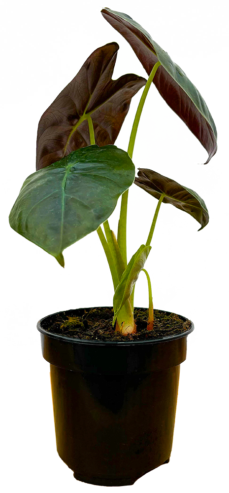 Alocasia Micholitziana Golden Bone (S)