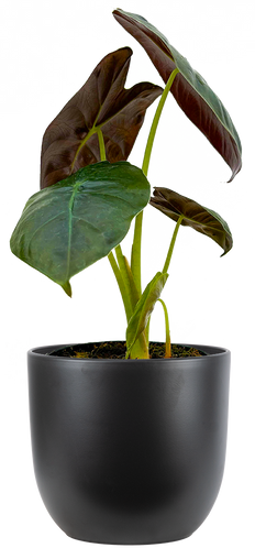 Alocasia Micholitziana Golden Bone | African Mask (S)