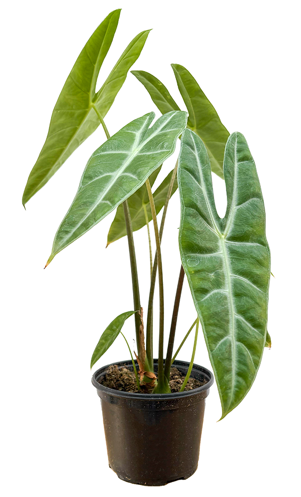 Alocasia Longiloba | Dragons Tooth (M)