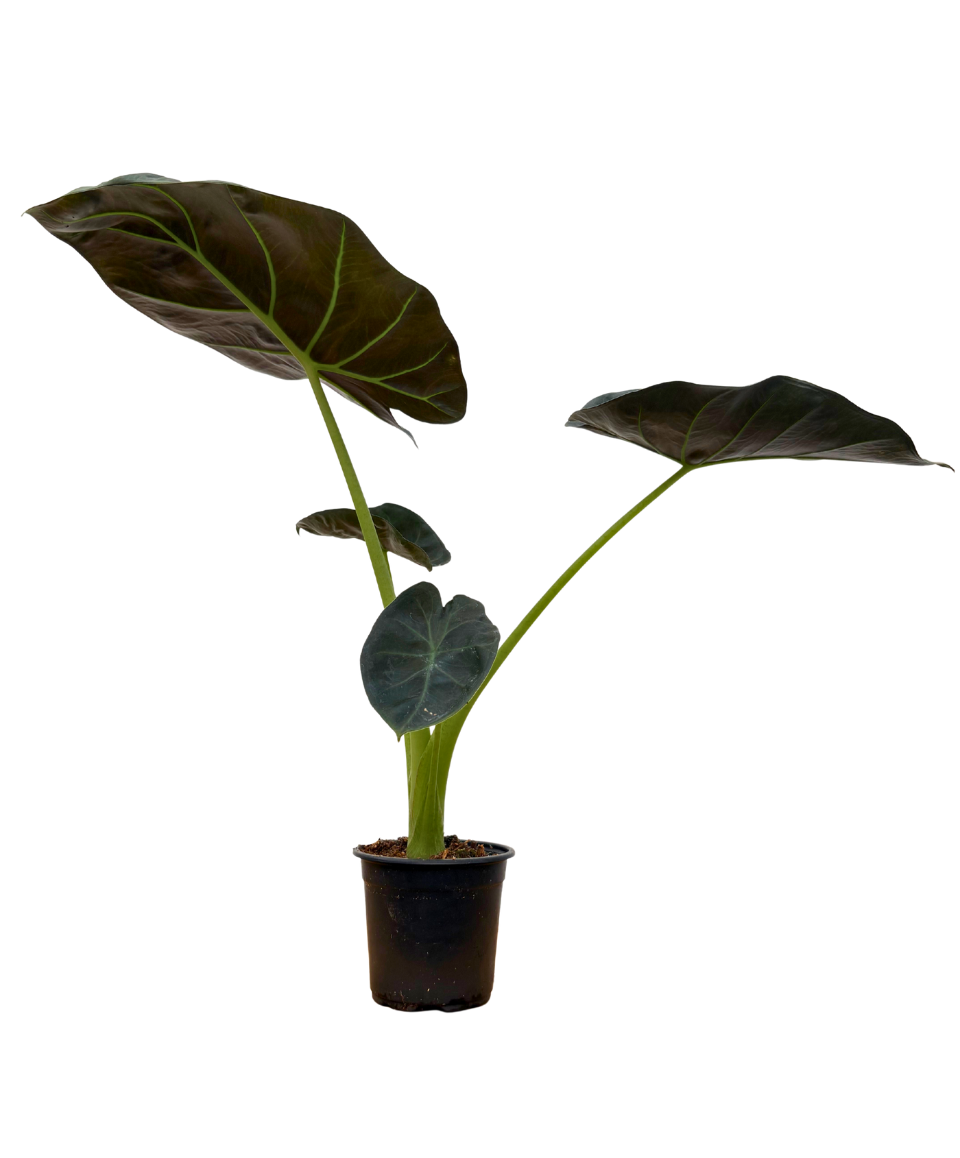 Alocasia Regal Shield | Elephants Ear (S)