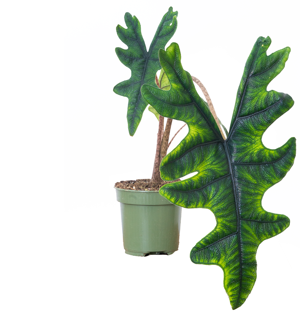 Alocasia Tandurusa Jacklyn (S)