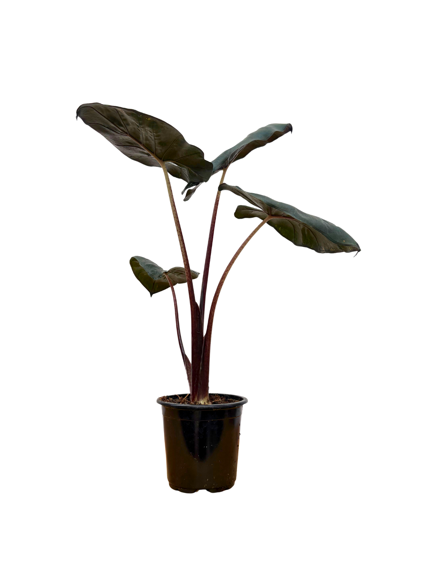 Alocasia Yucutan Princess (S)