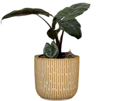 Alocasia Yucutan Princess (S)