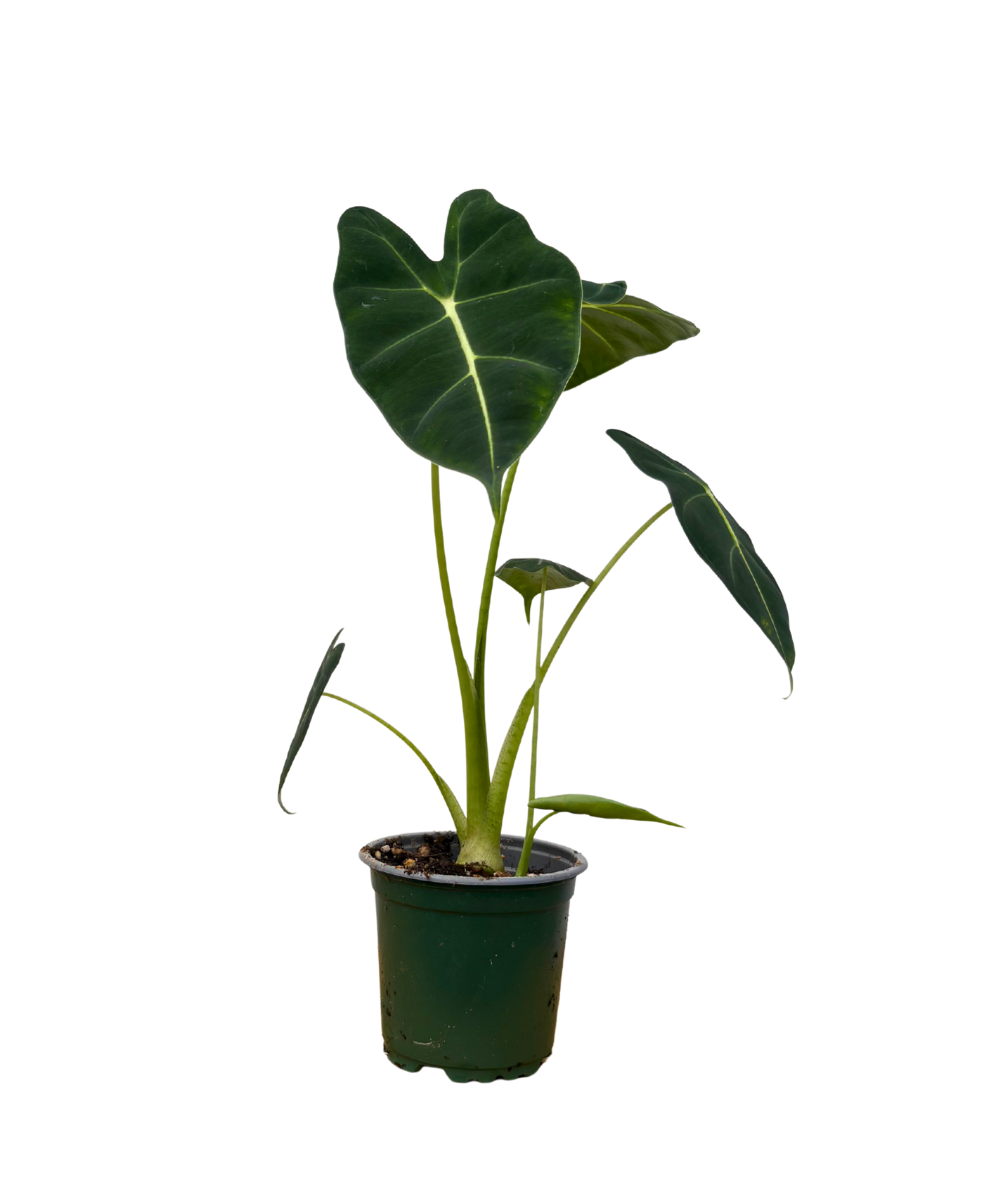 Alocasia Frydek (S)
