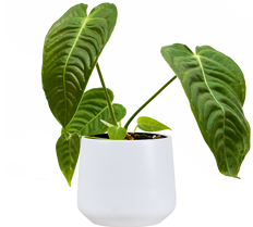 Anthurium Veitchii | King Anthurium (S)