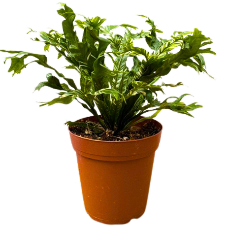 Asplenium Nidus | Variegated Birds Nest Fern (S)