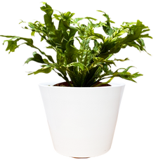 Asplenium Nidus | Variegated Birds Nest Fern (S)