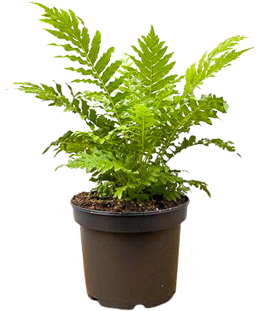 Silver Lady Fern