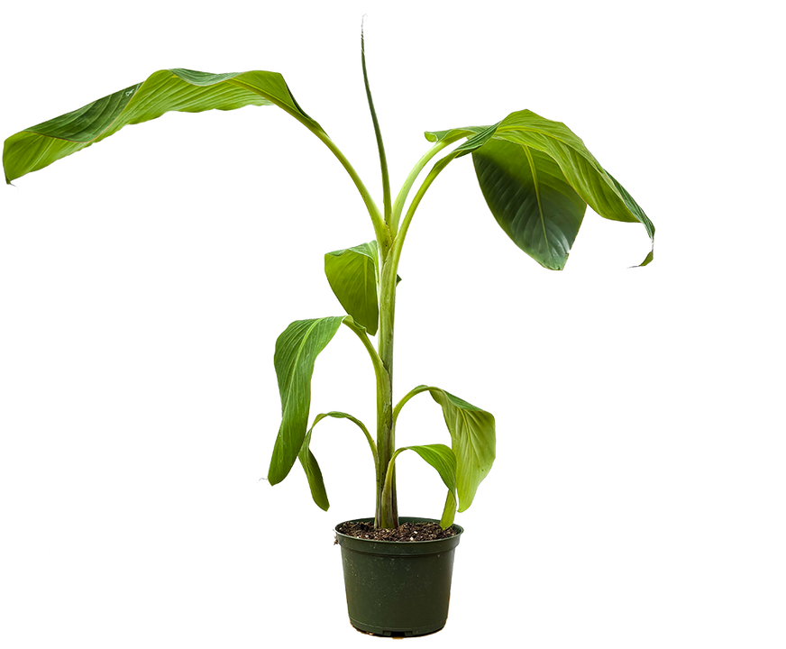 Blue Java Banana Plant (M)