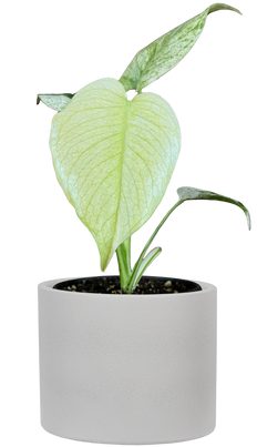 Monstera Deliciosa White Monster | (S)