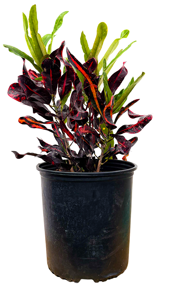 Croton Mammy | Codiaeum Variegatum Mammy (XL)