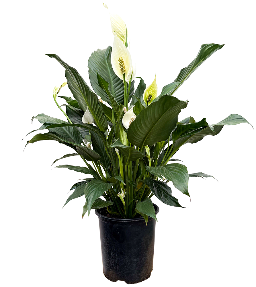 Spathiphyllum | Peace Lily (XL)