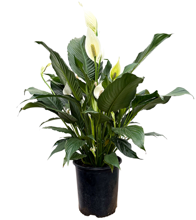 Spathiphyllum | Peace Lily (XL)