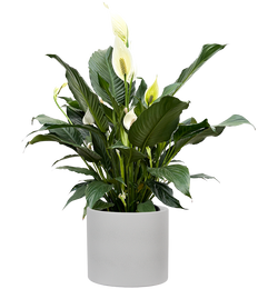 Spathiphyllum | Peace Lily (XL)
