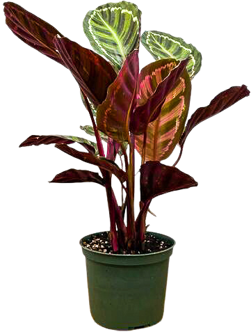 Goeppertia veitchiana 'Flamestar' | Calathea Flamestar (M)