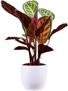 dracena golden coast Gold Coast Staggered Dracaena - 8