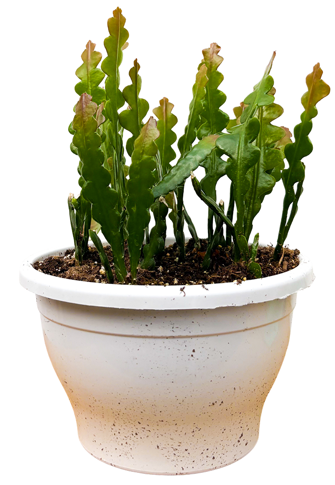 Fishbone Cactus | Epiphyllum Anguliger (L)