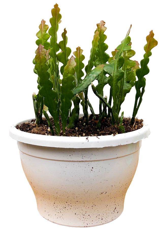 Fishbone Cactus | Epiphyllum Anguliger (L)