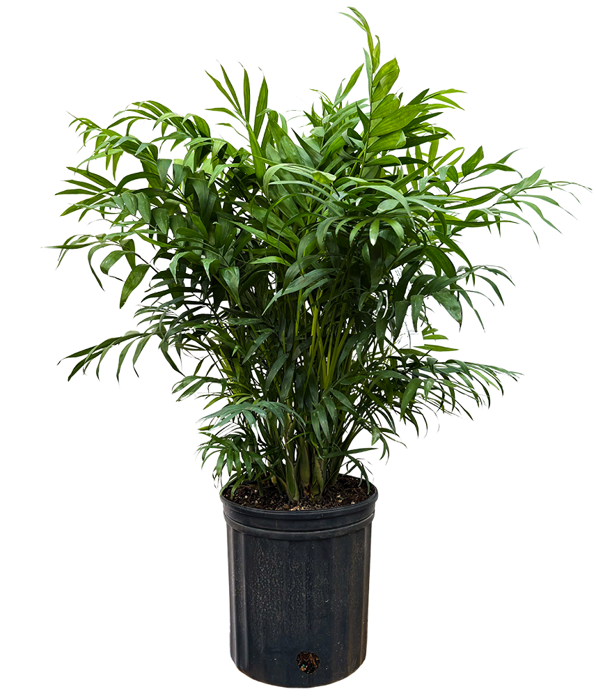Chamaedorea Elegans | Parlour Palm (L)