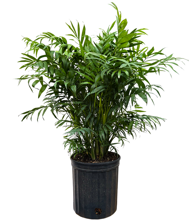 Chamaedorea Elegans | Parlour Palm (L)