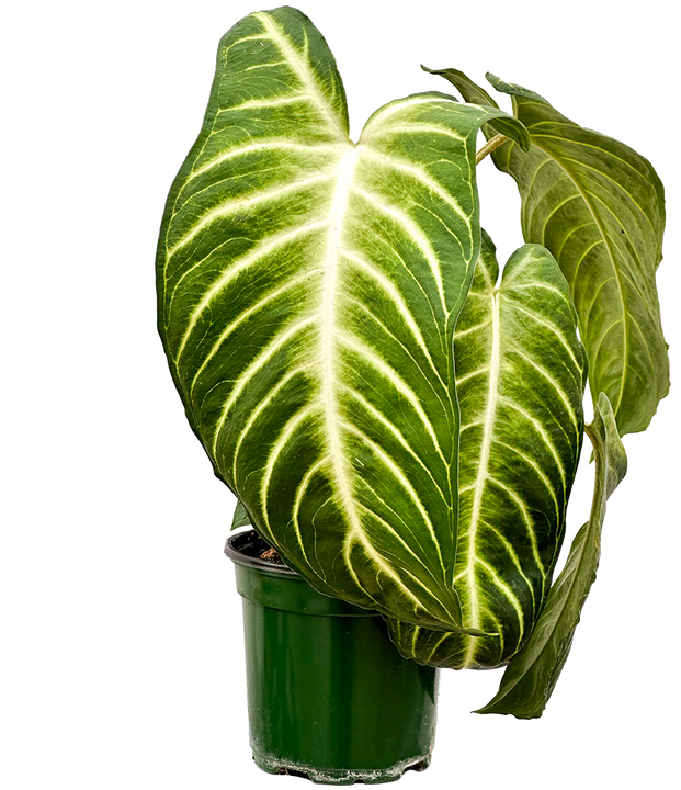 Xantosoma Lindenii | Caladium Magnificum (S)