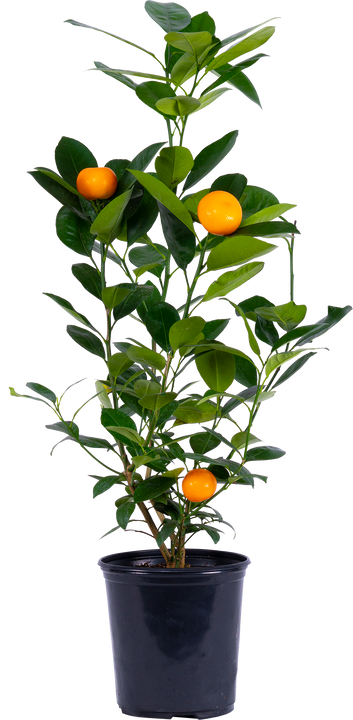 Calamondin Orange Tree (M-5in)