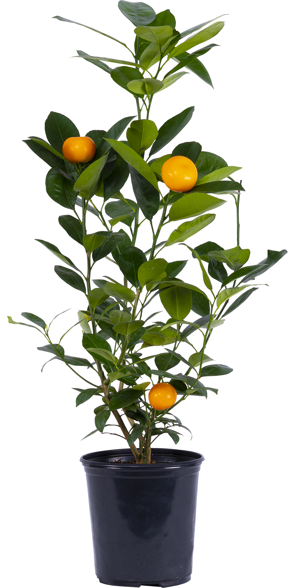 Calamondin Orange Tree (M-5in)
