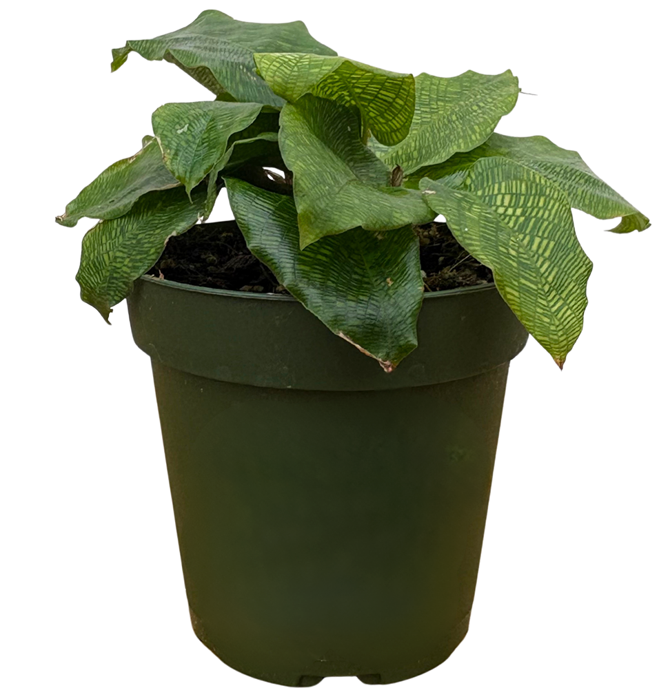 Calathea Musaica | Calathea Network (S)